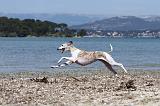 WHIPPET 003